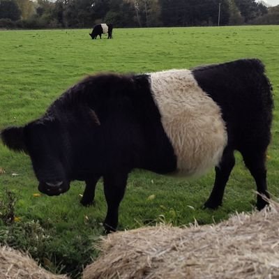 JohnThompsonJT's profile picture. Born and Bred in the UK 🇬🇧 
Loving Life 🤔