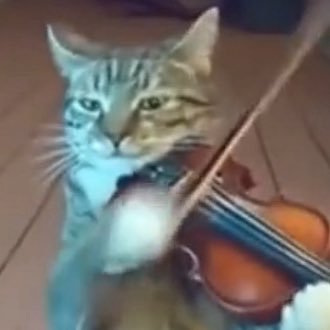 ericktengan's profile picture. artista visual | dj, vj e iluminador | não sou um gato de verdade