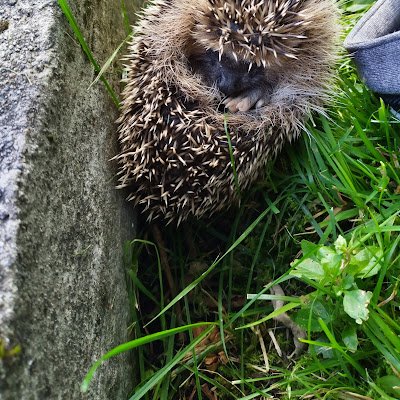 HaakeBoy's profile picture. 