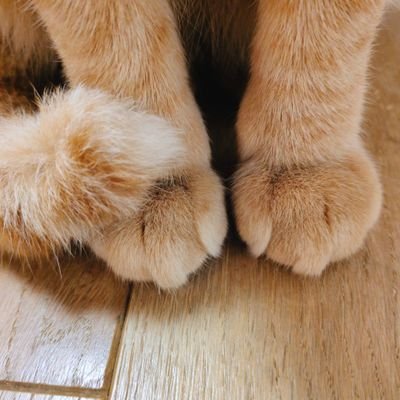 fu_fu_fuchan88's profile picture. 