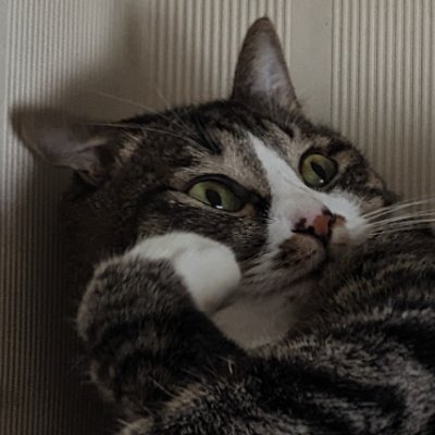 vais_freedom's profile picture. 無言フォロー失礼します。成人🔞&悪口多いので自己責任で。積極防衛（危険分子は粛清）。PTSDと躁うつ、発達（入院経験あり）。ガンダムSEED、虹ヶ咲（せつ菜、璃奈、栞子）、Liella（可可、恋）、ゆゆゆ（千景、ひなた、歌野）、アズレン、温むす等。 #lovefighters  #二次創作