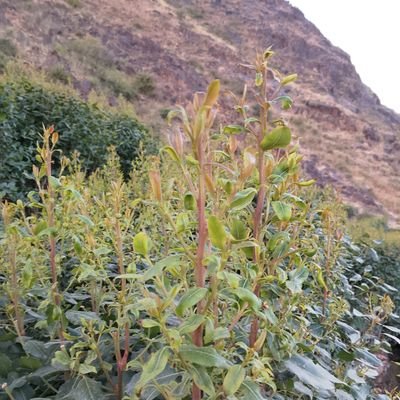 MhysAbd11387's profile picture. 