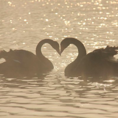 ieshalee01's profile picture. anon // gt