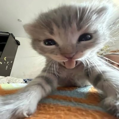 xxraycrf's profile picture. - ego pensante + cosmo consciente