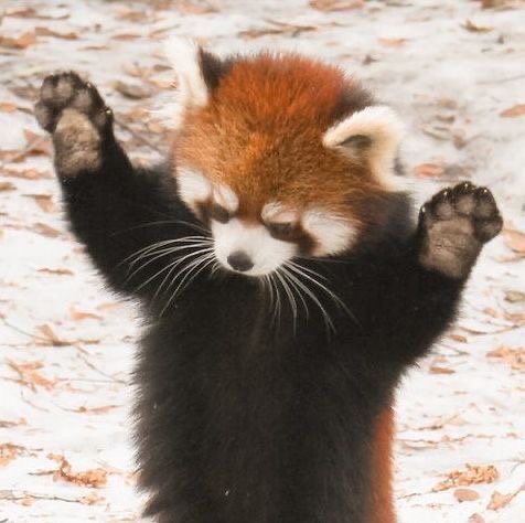 piqiuu11's profile picture. 