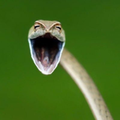 GadsdenSerpent's profile picture. Followed by patriots @SteveInmanUIC @RogerStoneJr @JessieJaneDuff @TomBorelli @RealWayneDupree @GuntherEagleman @TiffMoodNukes *USMC-LEO-Medic-Polymath*