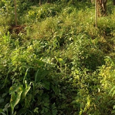 Floreb_the_poet's profile picture. 