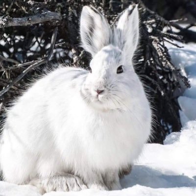 HSpice06's profile picture. 📚 The Goldfinch || On a Journey of Healing & Nurturing Myself // Favs: LDR and bf // PolySci Major #snoopytwt #booktwt #recovtwt #fitnesstwt