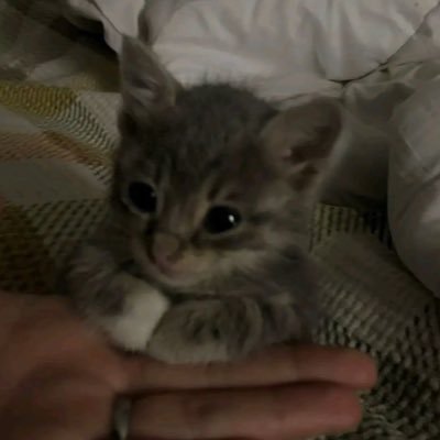 moonxpaew's profile picture. backup account @moonxest