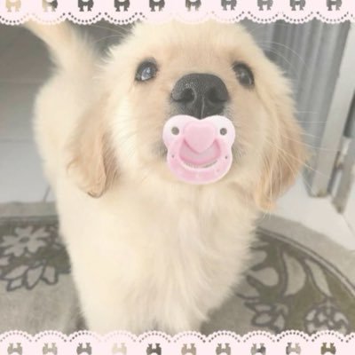 fragilepawz's profile picture. 