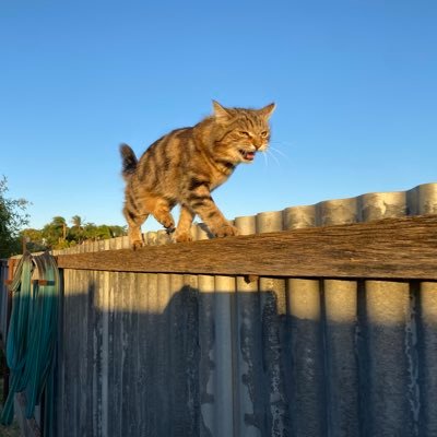 CharliebBucket's profile picture. Former Bowel Cancer Researcher (hGPA33 and Zebrafish Intestinal Development), Breast Cancer Survivor #TNBC.