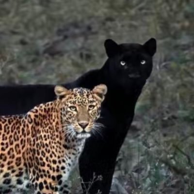 hierossiege's profile picture. (meta)weopons engineer — generative design | dft | photonics | robotics