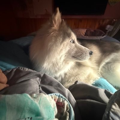 NNicolasH1's profile picture. Bonjour, @TBT9_W9 @fearnandahh @FISTTOK @BastionMediaFR @M6pro @Fights_bro @brutalfightz2 @FightBell @clem_garin @amine_lechomeur @PicturesFoIder @AntiLeftMemes