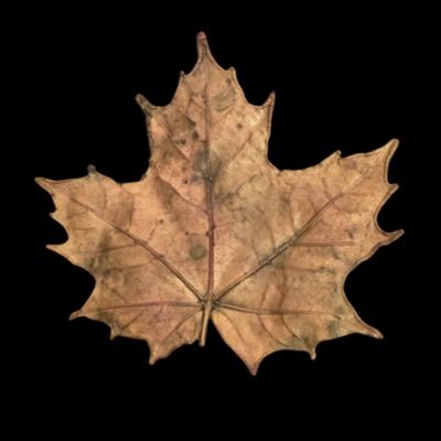 aleafforme's profile picture. mia goths lap dog