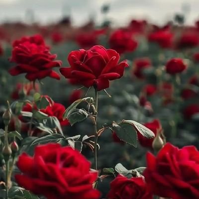 DeeRNner's profile picture. DeeRNners😍💜. Certified Virtual Assistant🧑‍💼💻 | Aspiring web developer💻. I'm unique just like everyone else🥰. Bookworm-Writer📚| Poet📝🖋️