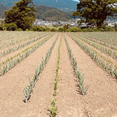 narabamasani's profile picture. 音声合成キャラクターが好きなアカウント。20歳↑普通免許。多分小説書きます（準備中）