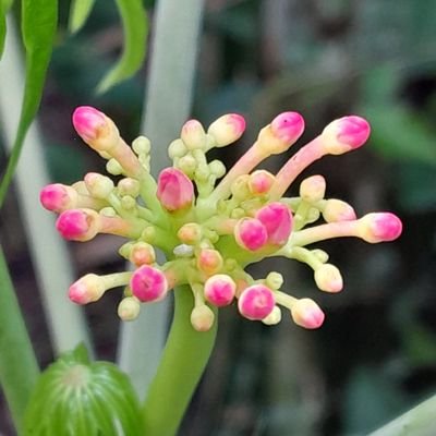 shistrying's profile picture. —ID/EN 🆗️｜#langtwt｜learning: 🇨🇳