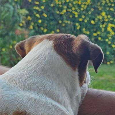 rafaelsirven's profile picture. 