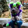 neo_furzaydes's profile picture. A fox/shep twitch streamer who likes to have fun | 18+ | More active on bluesky