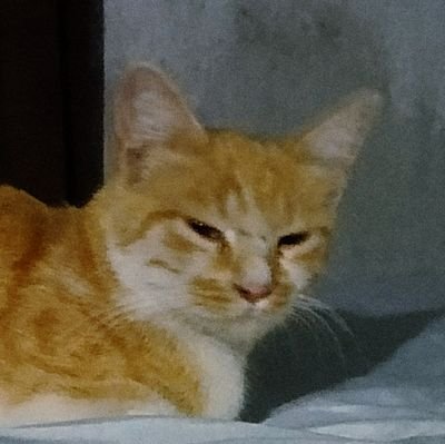 F3L1P3_u's profile picture. Fan de muchas cosas. Estudio diseño. Me gusta dibujar, tomar fotografías, jugar videojuegos, ver películas y series.
Es/Eng
🇲🇽