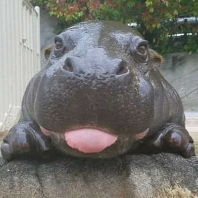 oshi_tani's profile picture. 