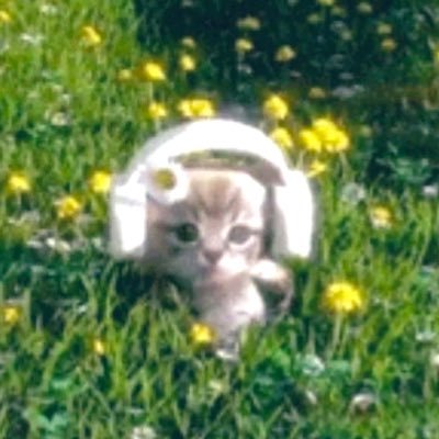 mothfred's profile picture. i’m a tulip in a cup