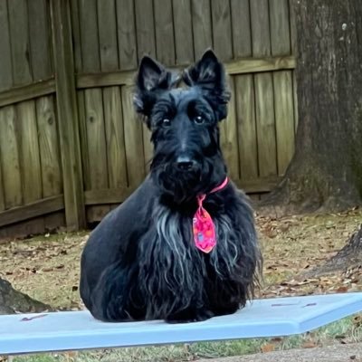 JC4IV4's profile picture. 