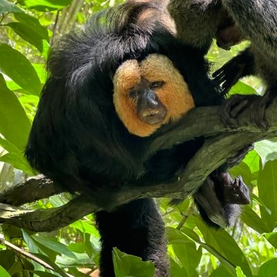 triploid5290's profile picture. 