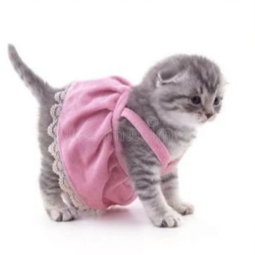 itgirldocv's profile picture. pillow princess