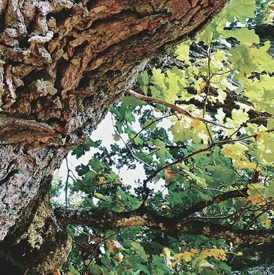 vpilibaityte's profile picture. radio. documentaries. forest. walks. freedom. Eastern Europe is nobody's buffer zone. 'Життя переможе смерть, а світ - темряву' - В.З., 2022