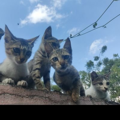 Durgaparasd09's profile picture. Fortune smiles upon those who dare