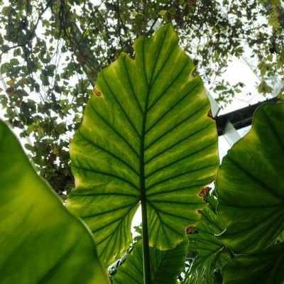 plantasd_itzman's profile picture. Cactarium & Jardín Xerófilo. Colecciono y propago plantas desde el 2019. 🙋🏻‍♂️: @itzmansai_
