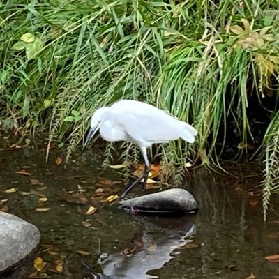 artoria_sn's profile picture. 