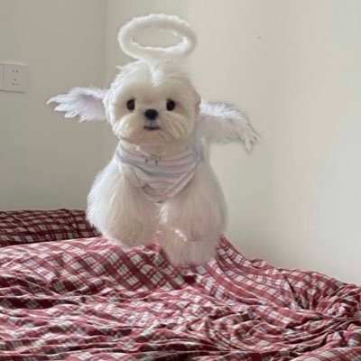 s42061513's profile picture. ENFJのイヌ