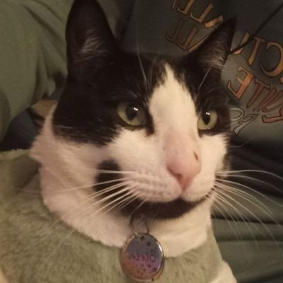 supersquirrelcd's profile picture. 