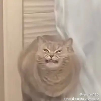 Mysticswirls's profile picture. 💗Cody 3/3/21 💗
 Fur baby mama 🐈‍⬛🐈
Dead by daylight gamer 
California Born 
Would love to explore the world one day ☺️