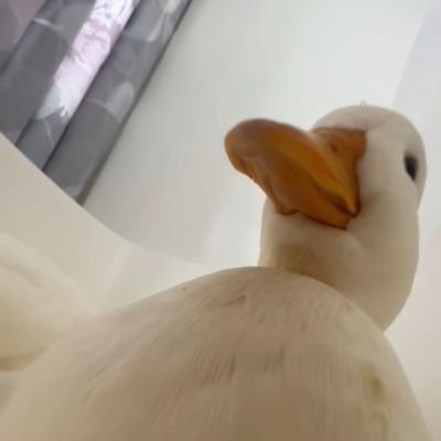 no_lunchables's profile picture. 