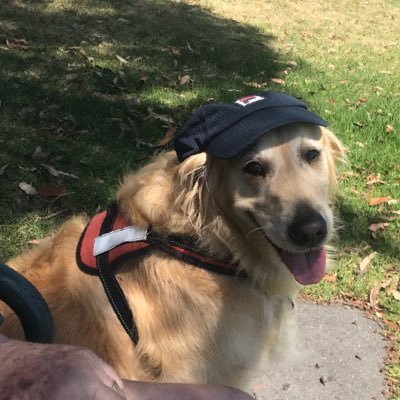 gramazzy4's profile picture. #NoNukesAnywhere#FreePalestine#DontReadHeraldSun #NeverForget#NeverForgive#LNPNeverAgain . Living on Wurundjeri land.