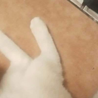 Romeo_parte_2's profile picture. 