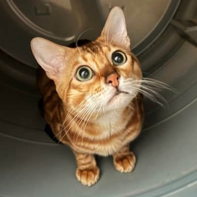 HamTheBengaI's profile picture. 