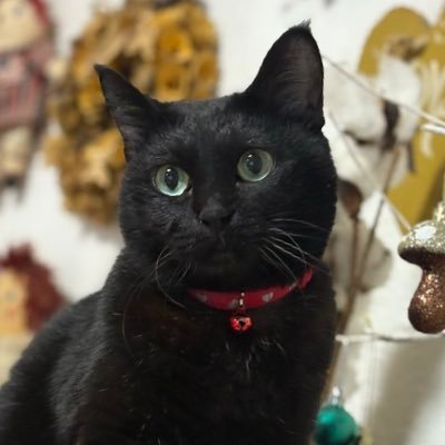 黒猫ちゃん　おめでとう 黒猫くうちゃん💗🐈‍⬛🐈🐈🐈 (@ix771uq4) / Posts / X