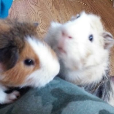 laxus_4444's profile picture. 