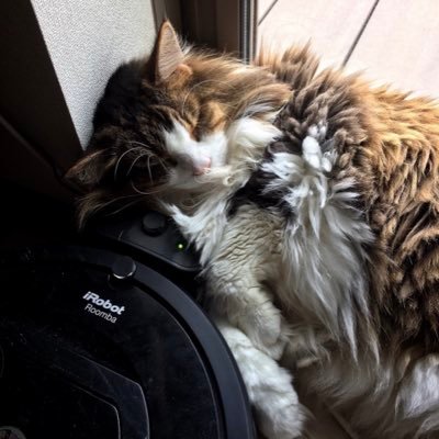 rai41m's profile picture. F1 1-4
  ⇒2-1 
club❥･•🎨