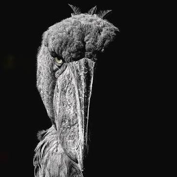 willbertwonker's profile picture. 18 | DNI in expanded bio