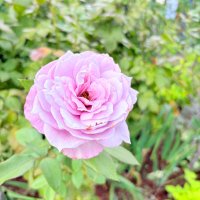 桜彩 (@sq_43to) 's Twitter Profile Photo