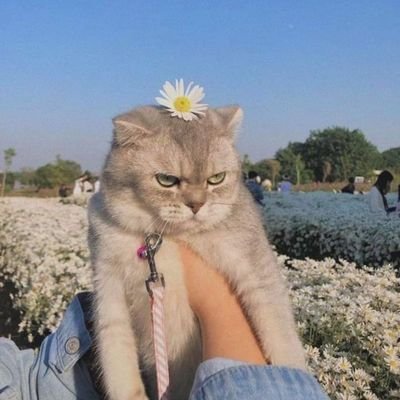 meowmongj's profile picture. A cat at #BeckyEntertainment office 🫧
@AngelssBecky
#beckysangels
#BeckyArmstrong
🧷