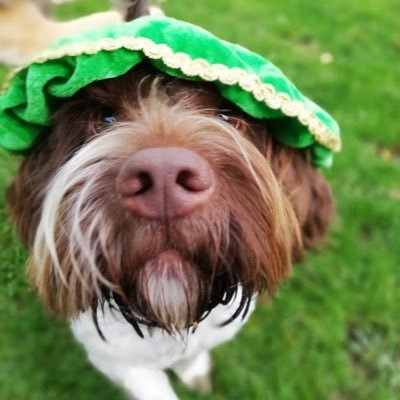 AmmysDelight's profile picture. Ammy's Delight delicious homemade dogbiscuits of 100% natural human grade ingredients. https://t.co/dH1M4lNPBz FB https://t.co/DkMJCnFyE4