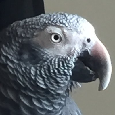 Merytoryczny11's profile picture. 