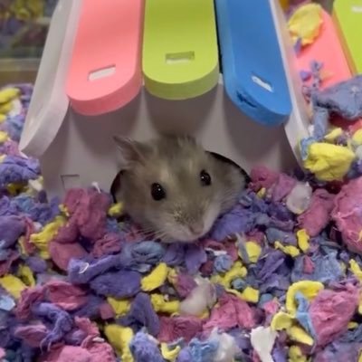 ccb_nokyaku's profile picture. @ccbi_83 ←きゅるきゅるな天使ちゃん