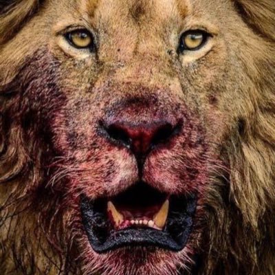 crazybloodgs's profile picture. mauro, entellektüel, beyfendi